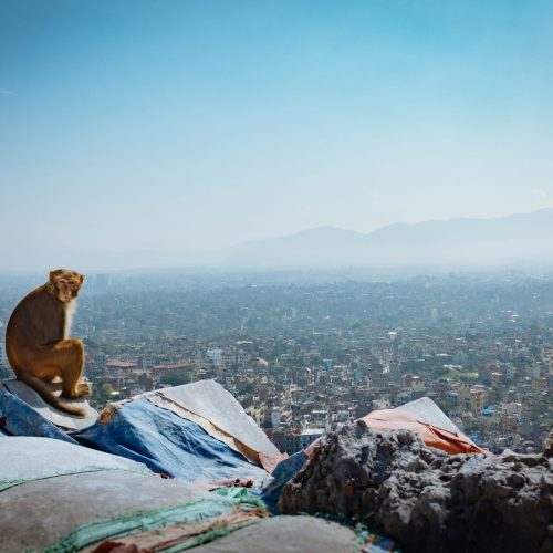 Swyambunath Top View